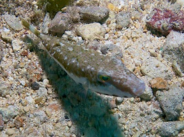 Barred Pufferfish IMG 4586